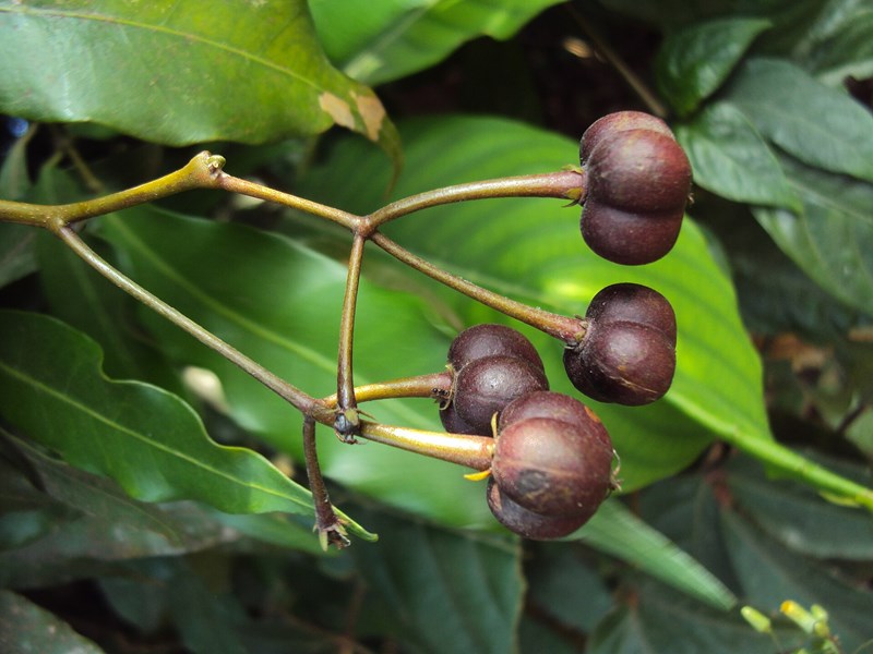 Blachia andamanica