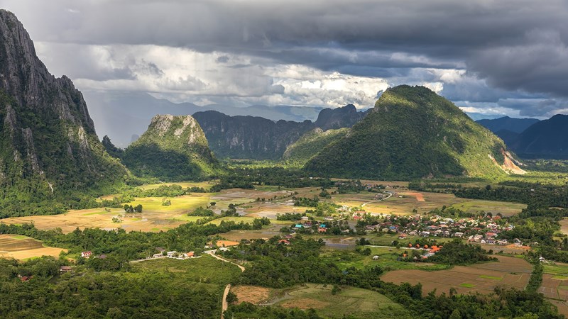 Chân chim 3 lá hoa