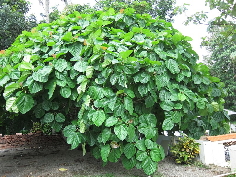 cây vả