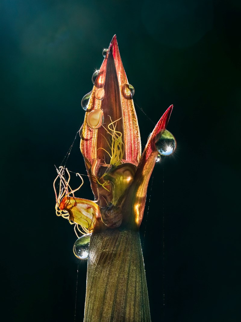 trúc chỉ vàng