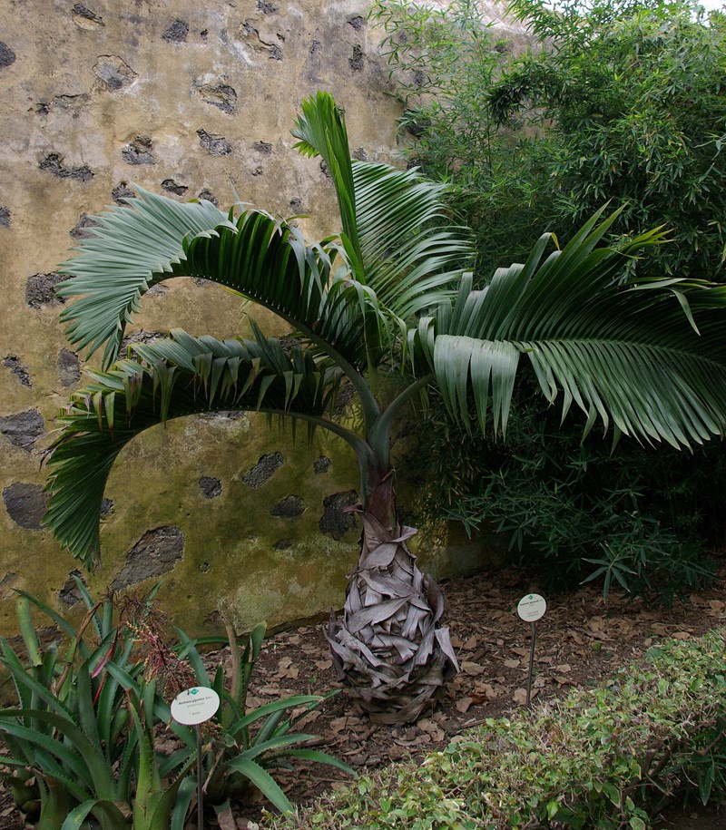 cau sâm banh