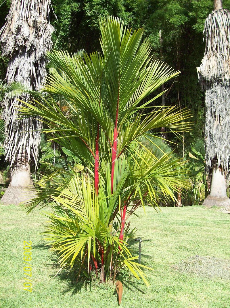 cau đỏ