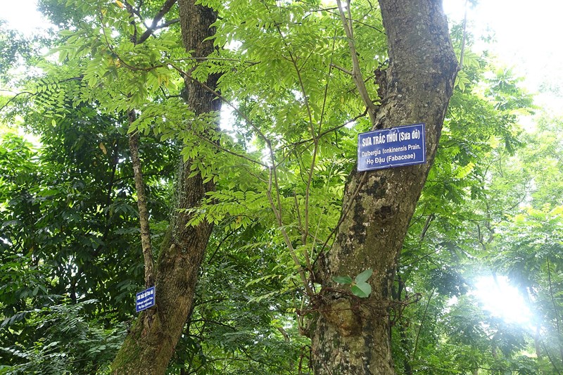 sưa trắng