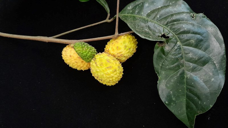 Trường