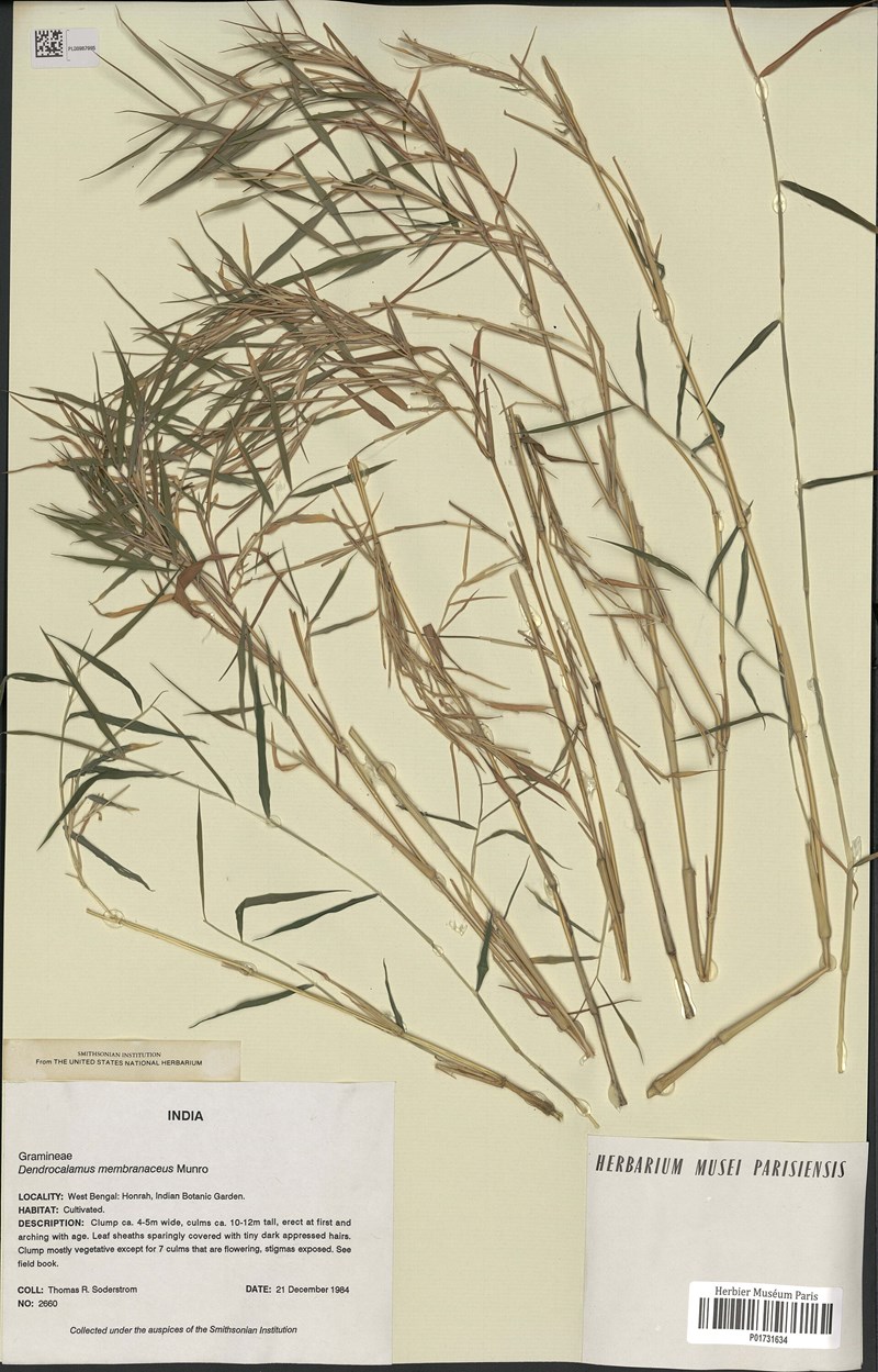 Dendrocalamus membranaceus