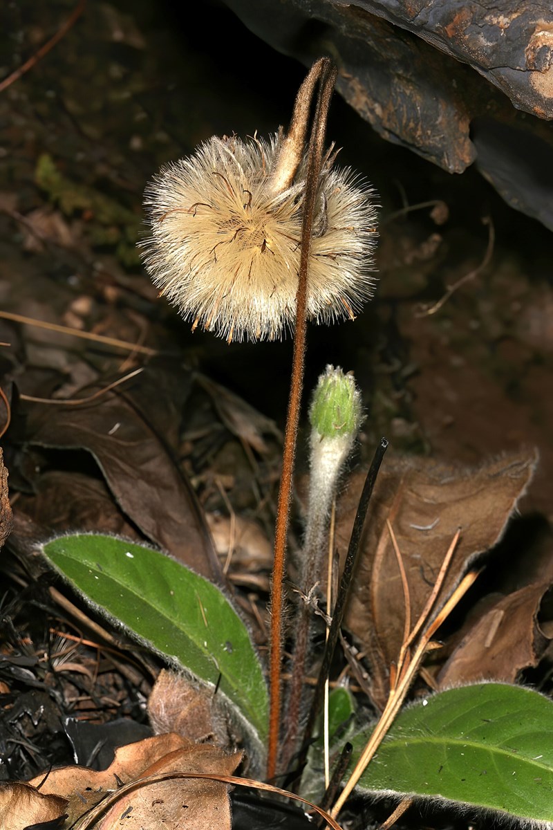 cúc đồng tiền