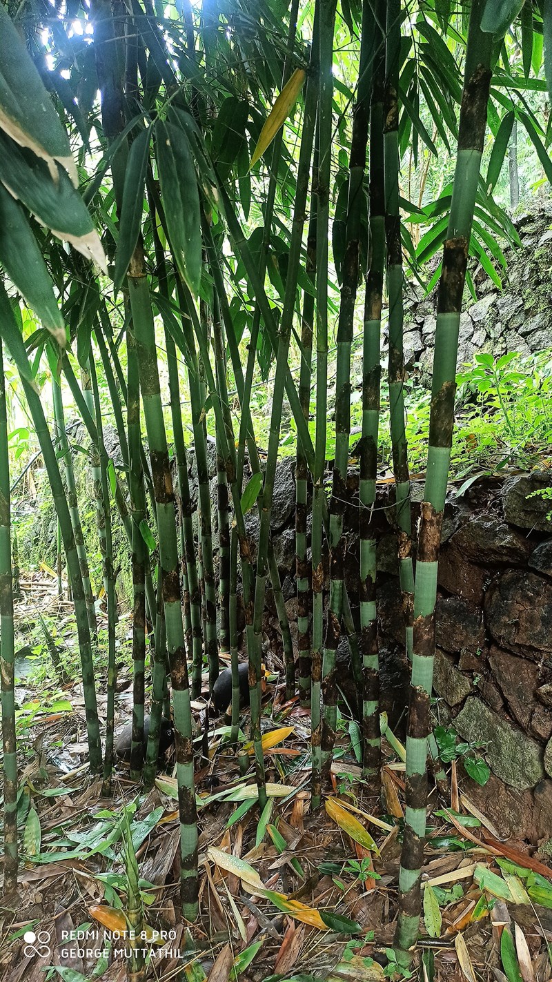 Melocanna baccifera