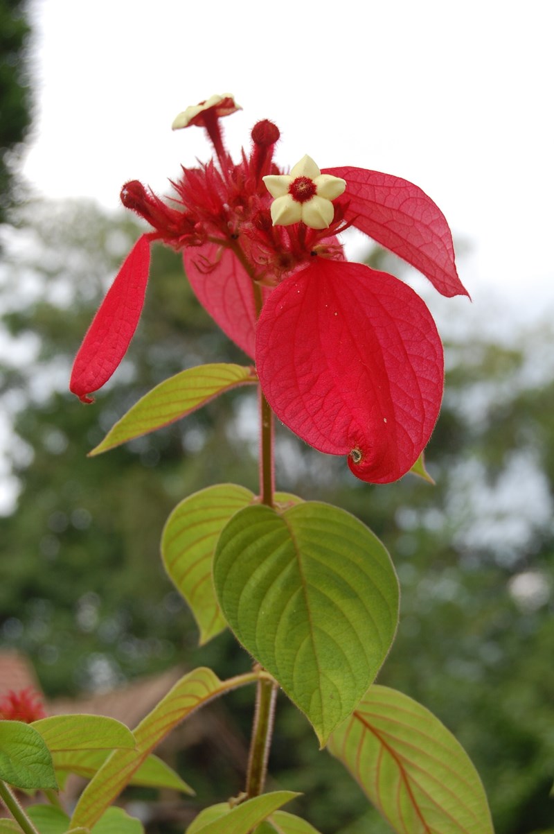 bướm hồng