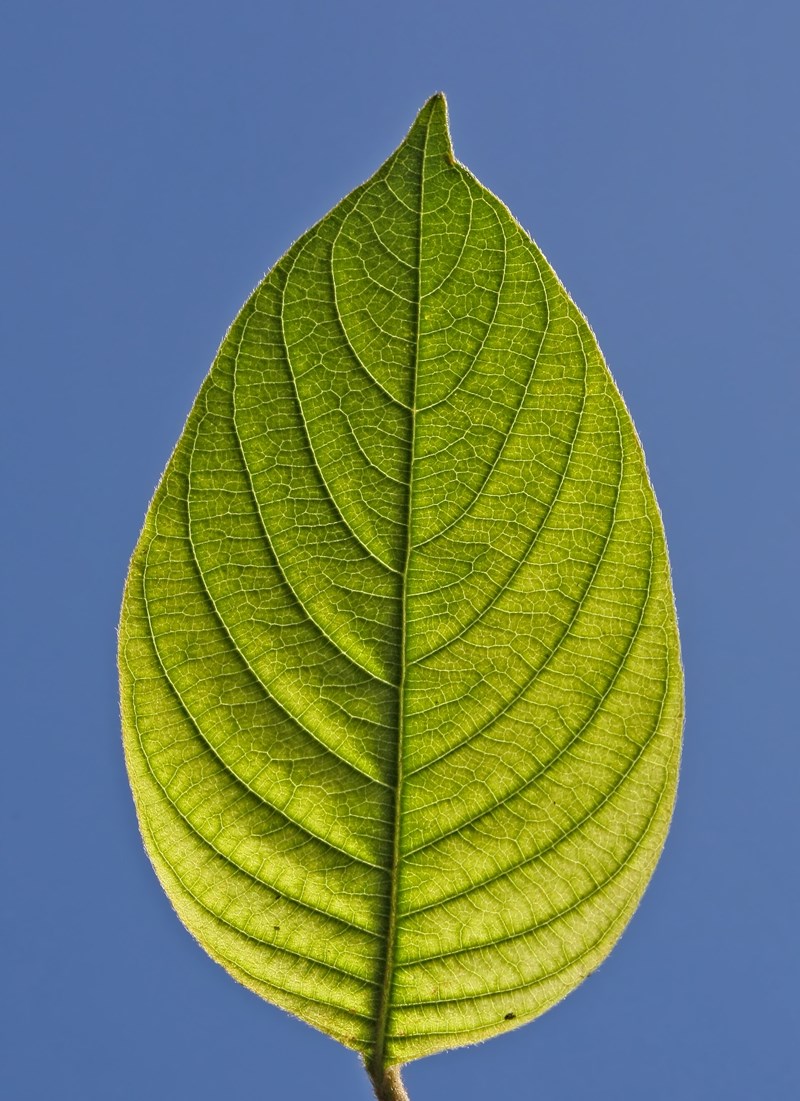 bướm bạc phi