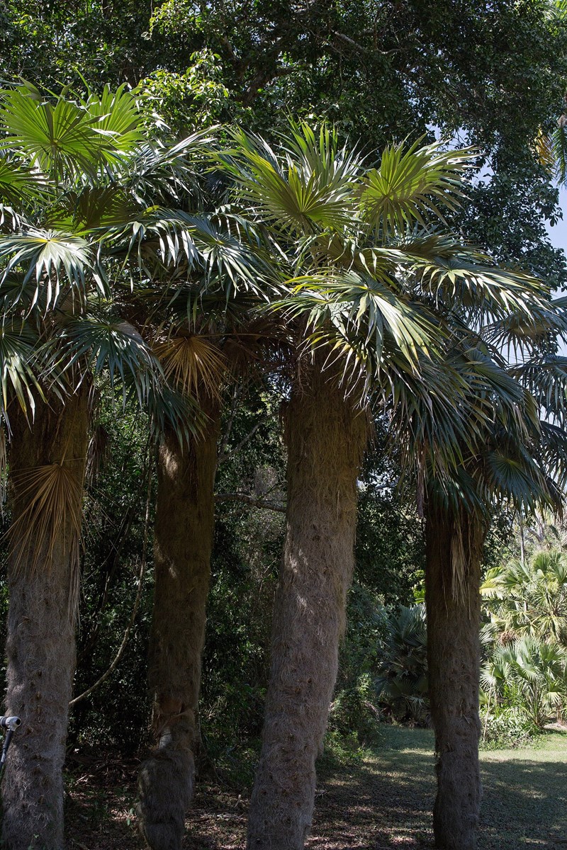 Coccothrinax crinita