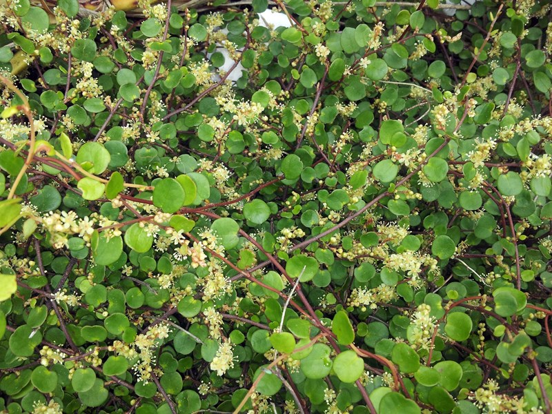 Muehlenbeckia complexa