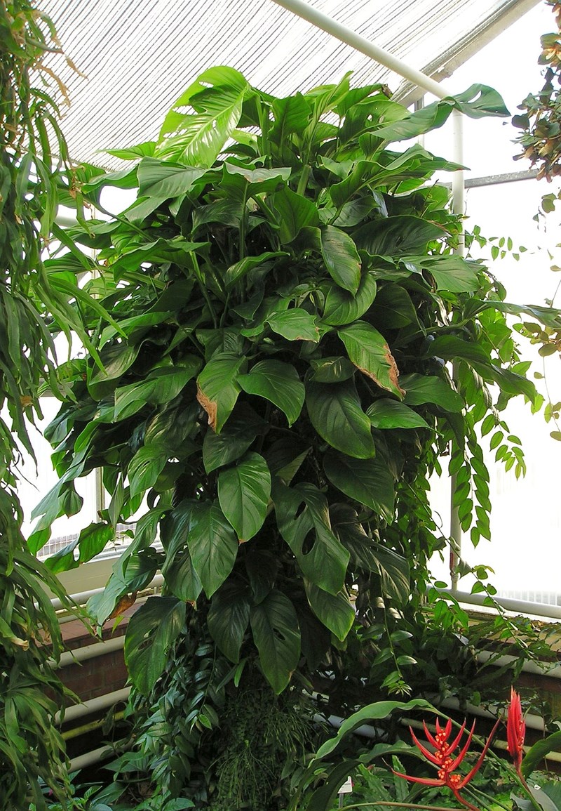 trầu bà lỗ