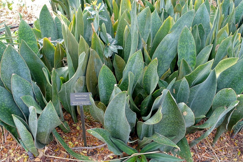 Sansevieria masoniana