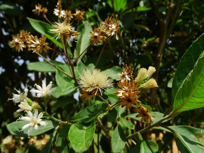 Vernonia amygdalina