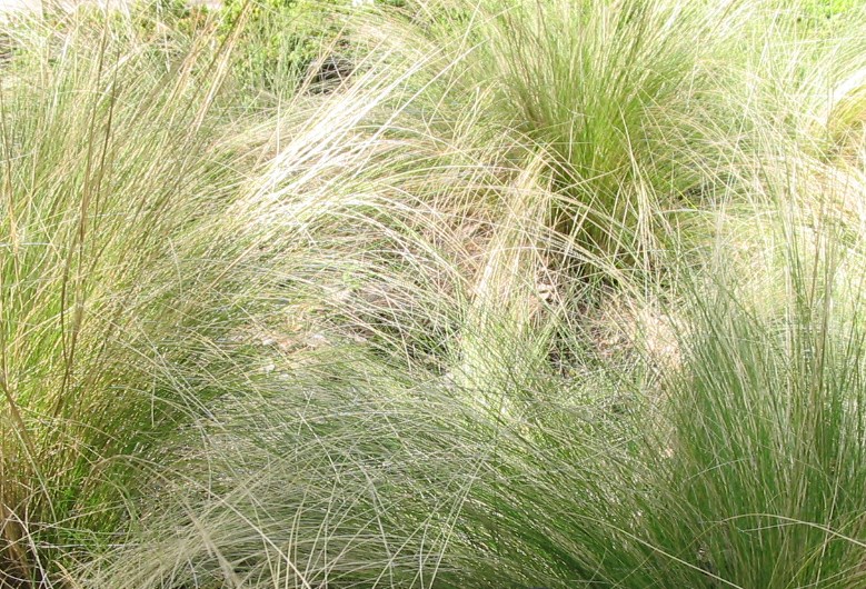 Stipa tenuissima