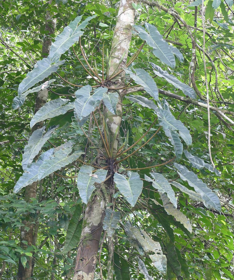Philodendron billietiae