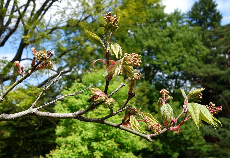 Acer campbellii