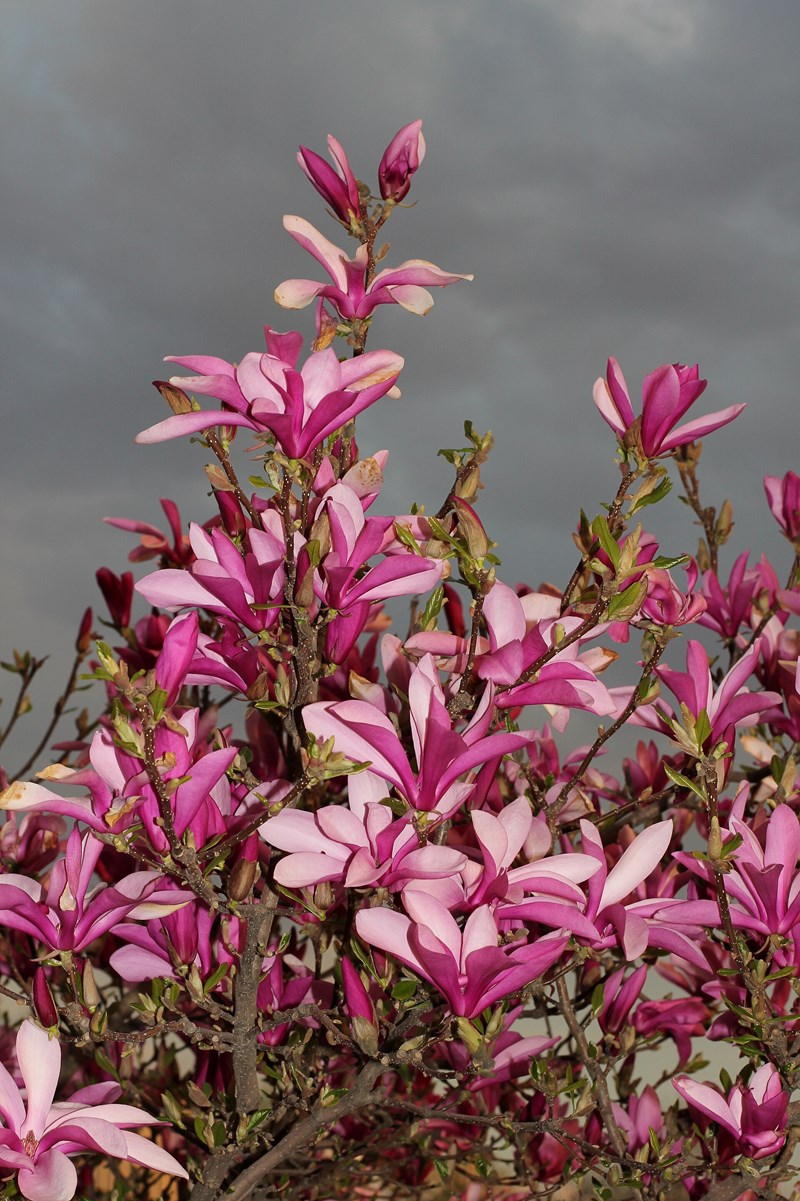 Magnolia liliiflora