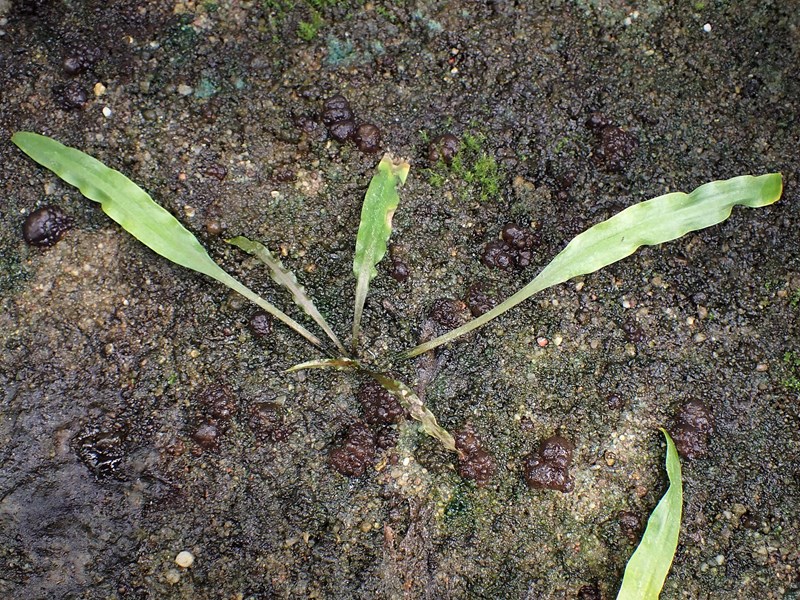 Cryptocoryne balansae