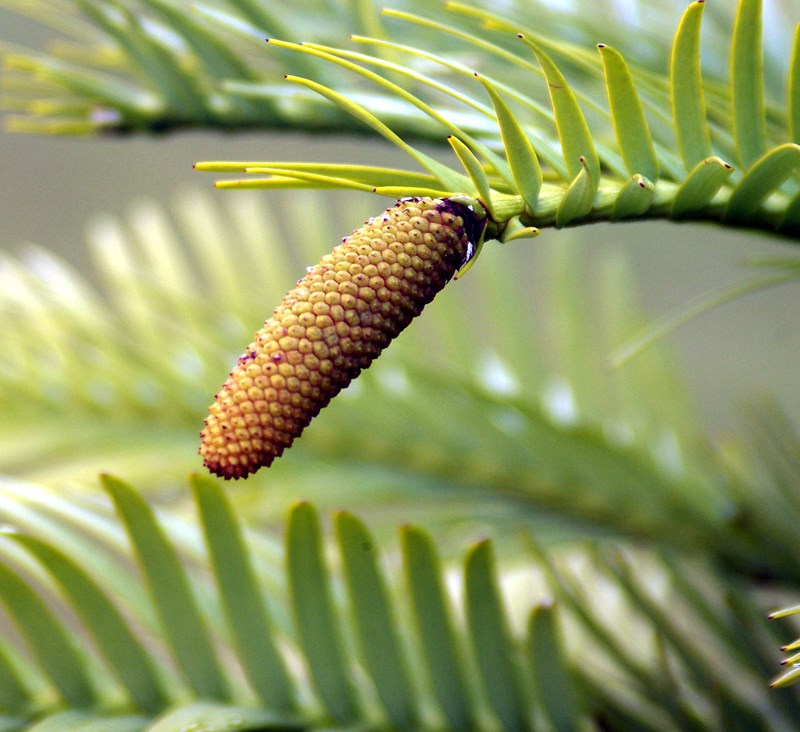 Wollemia nobilis