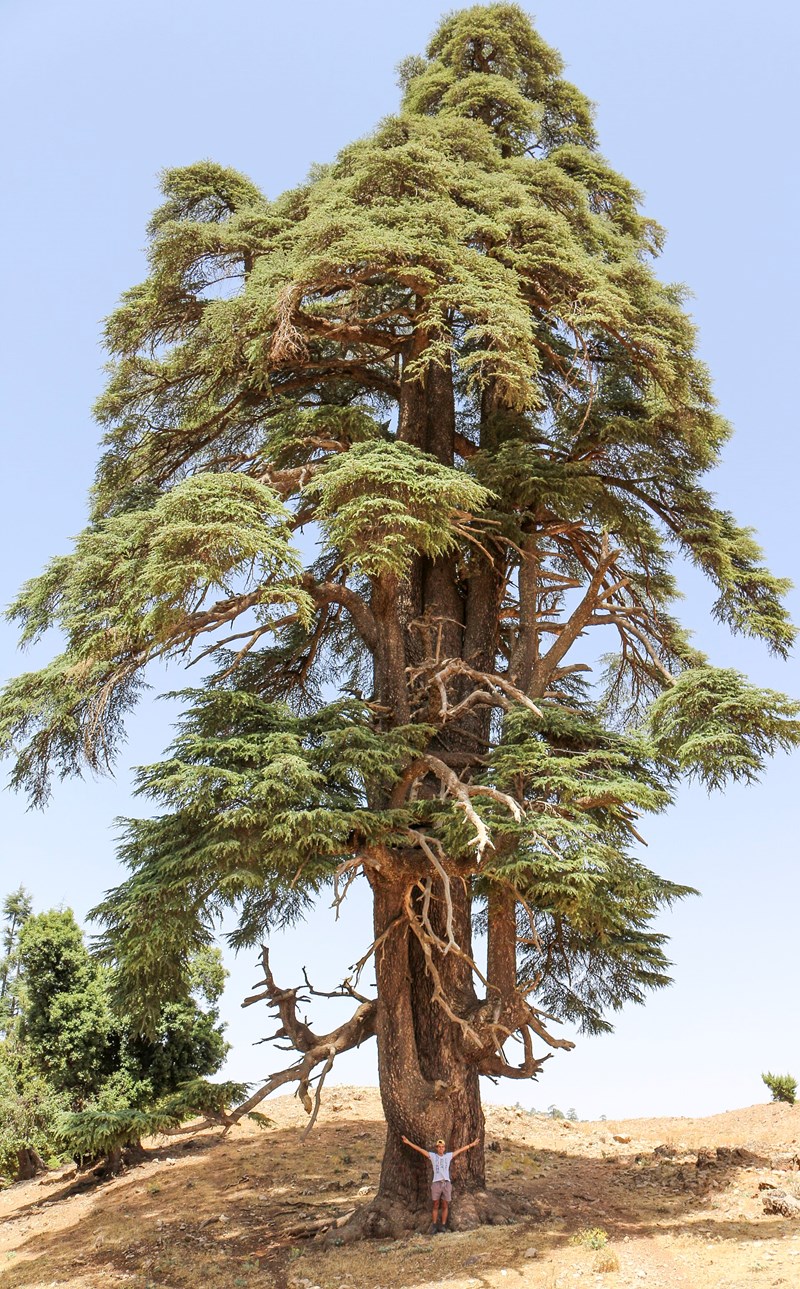 Cedrus atlantica