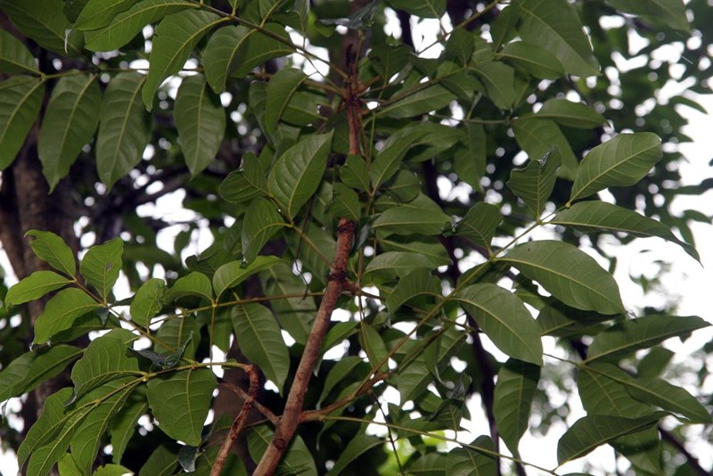nhạc ngựa