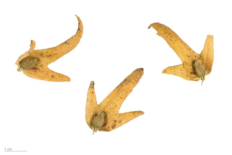 Carpinus betulus