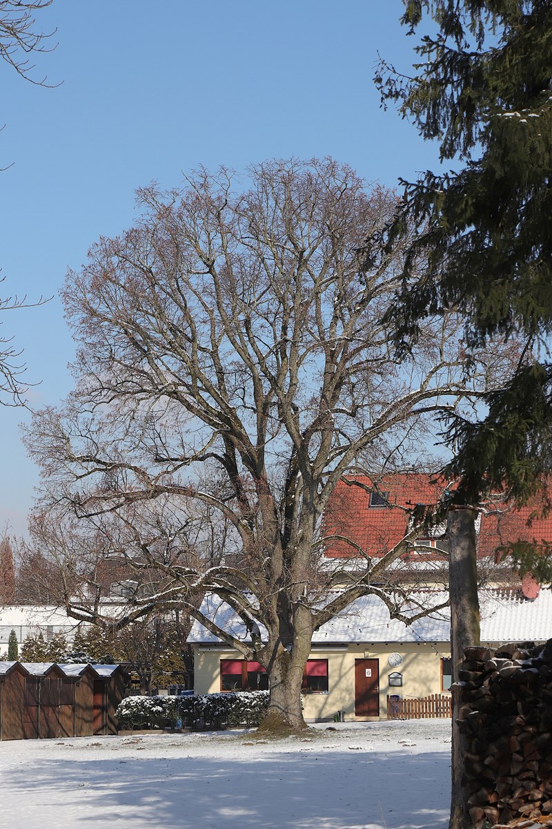 Tilia platyphyllos