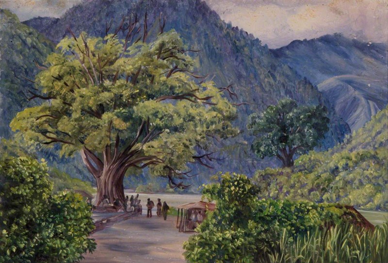 đa cổ thụ