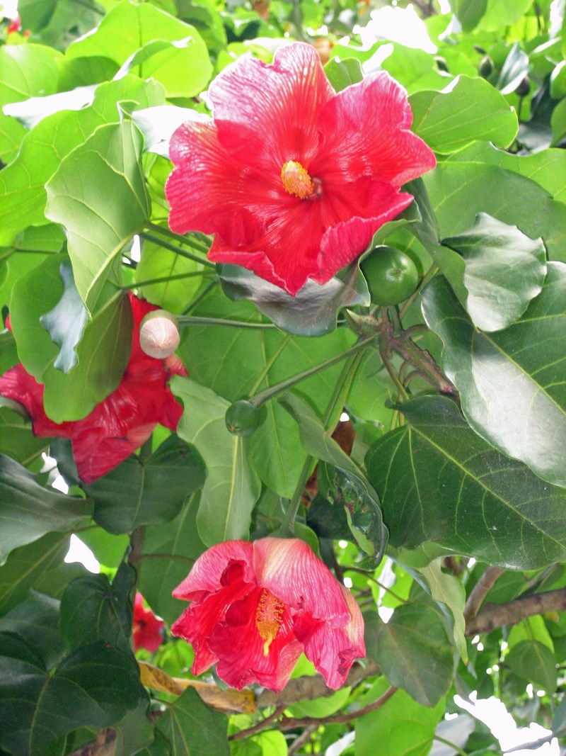 Thespesia grandiflora
