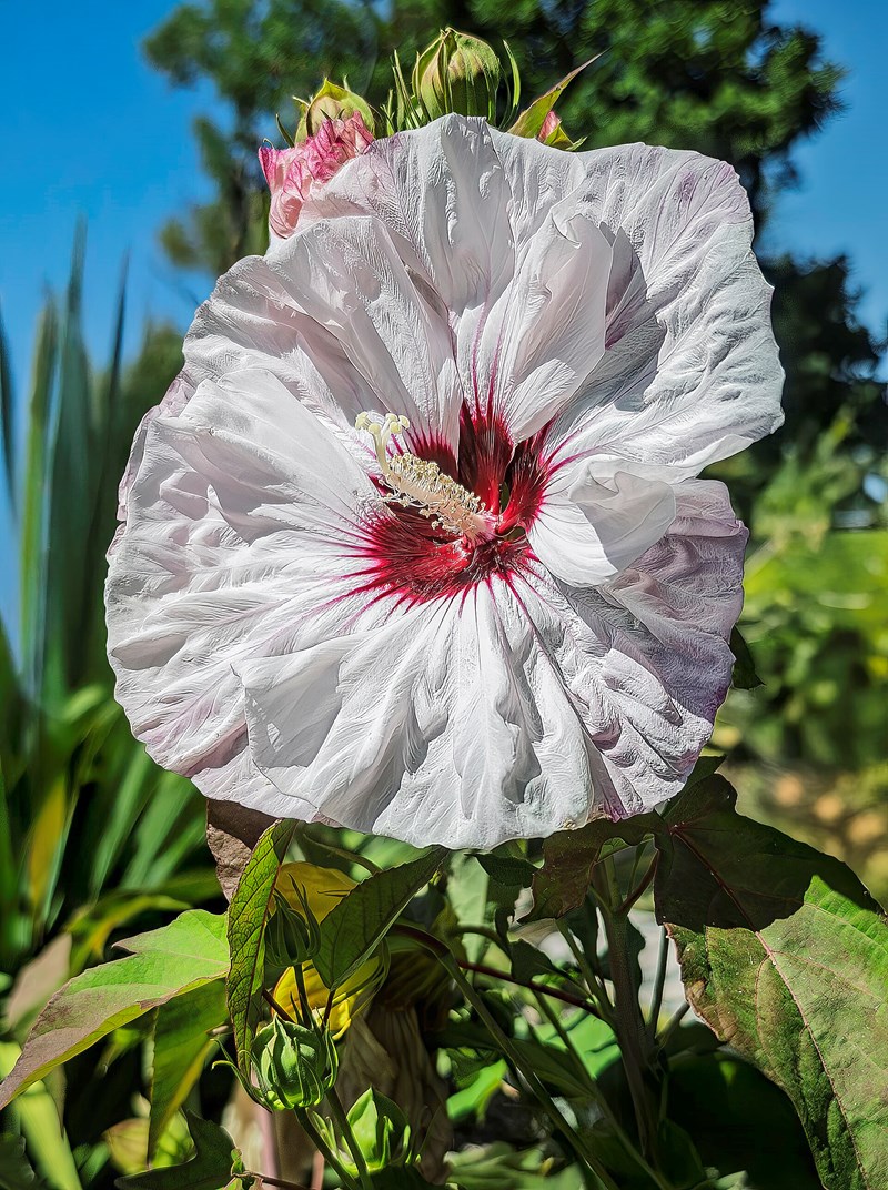 Hibiscus moscheutos