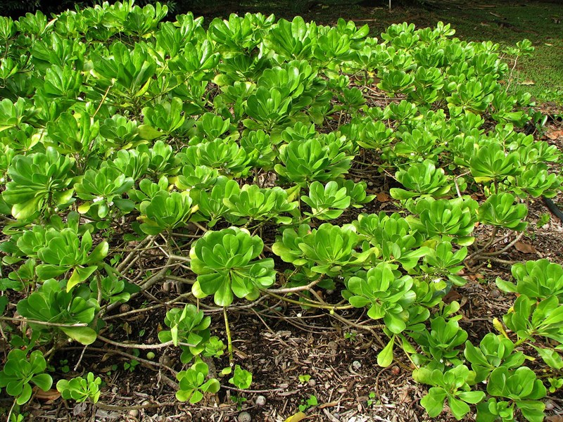 Scaevola sericea
