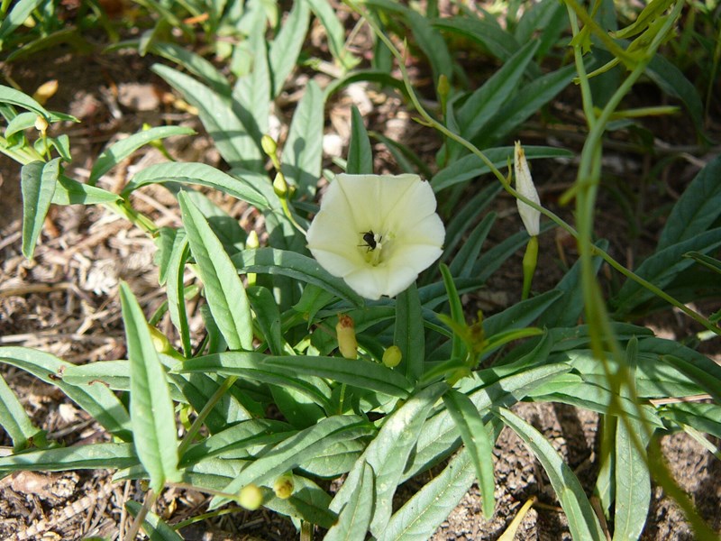 Ipomoea stolonifera