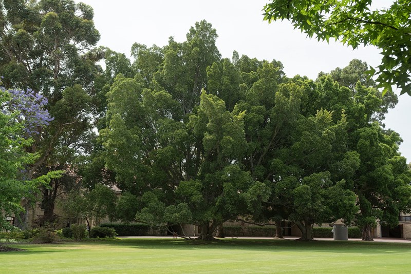 Ficus microcarpa var.