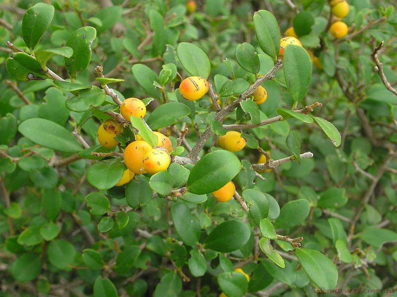 Diospyros ferrea