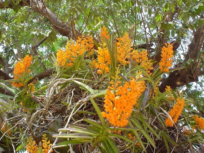 lan vanda
