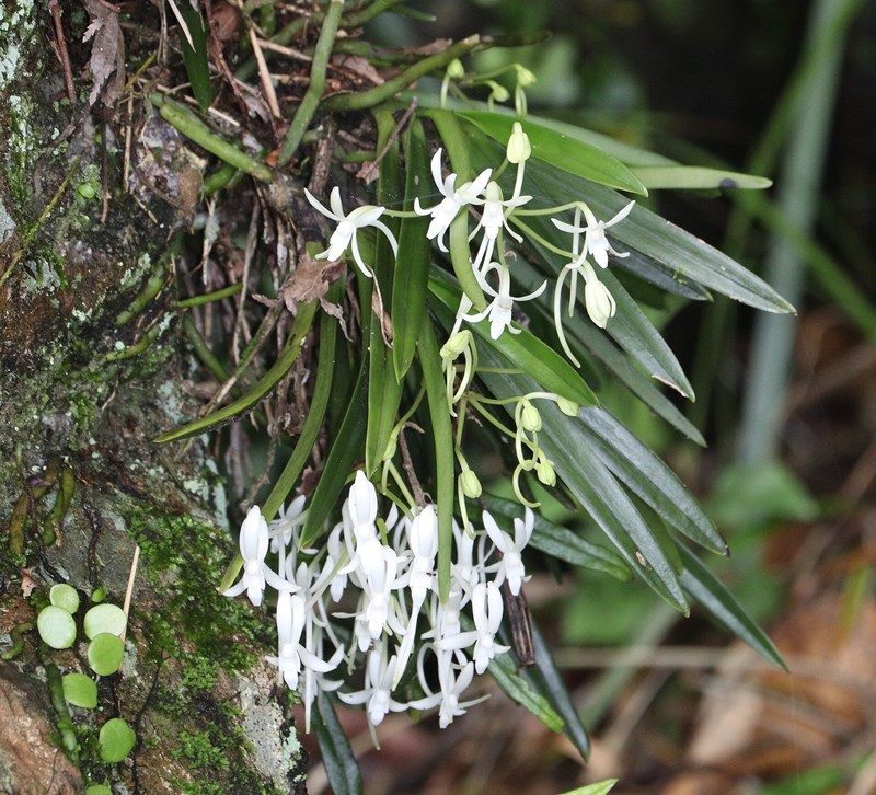lan vanda falcata