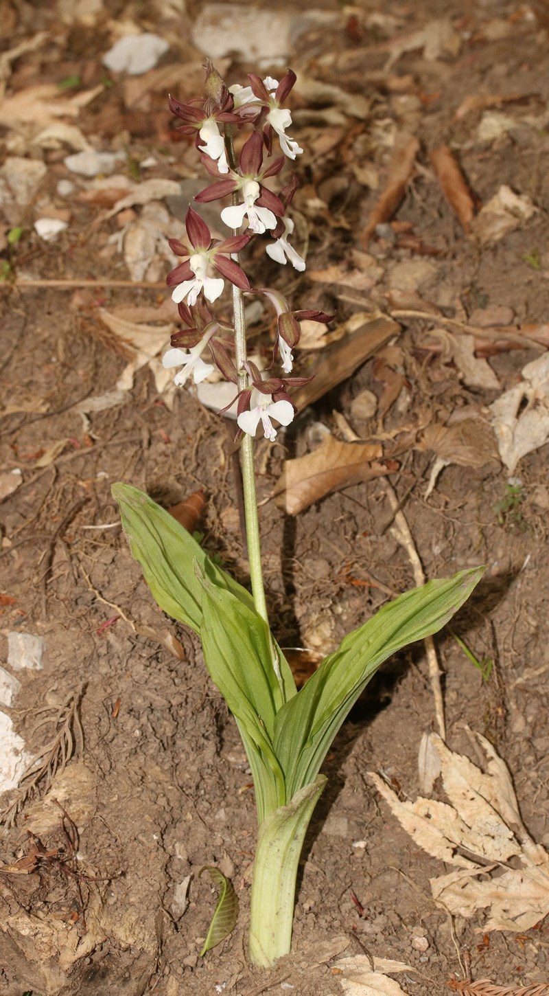 lan calanthe discolor
