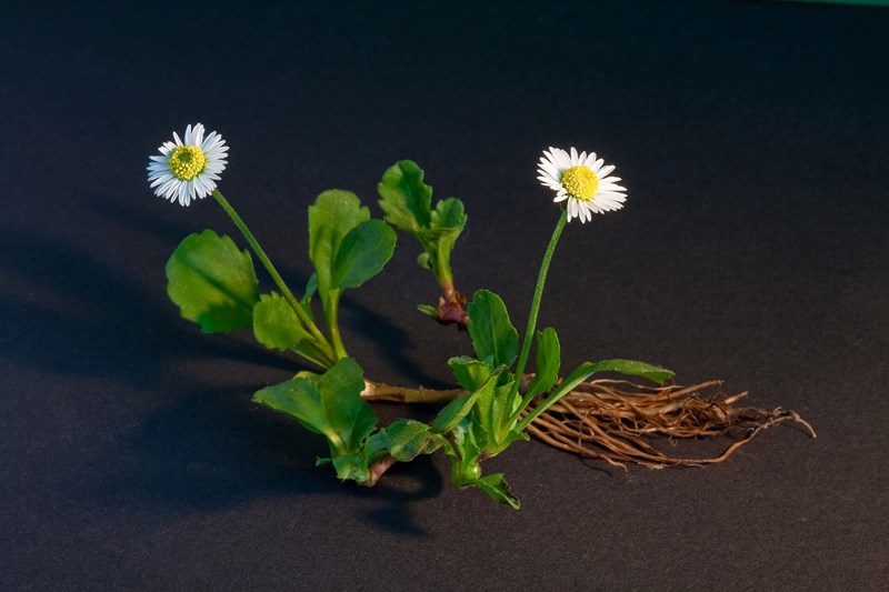 cúc bellis perennis