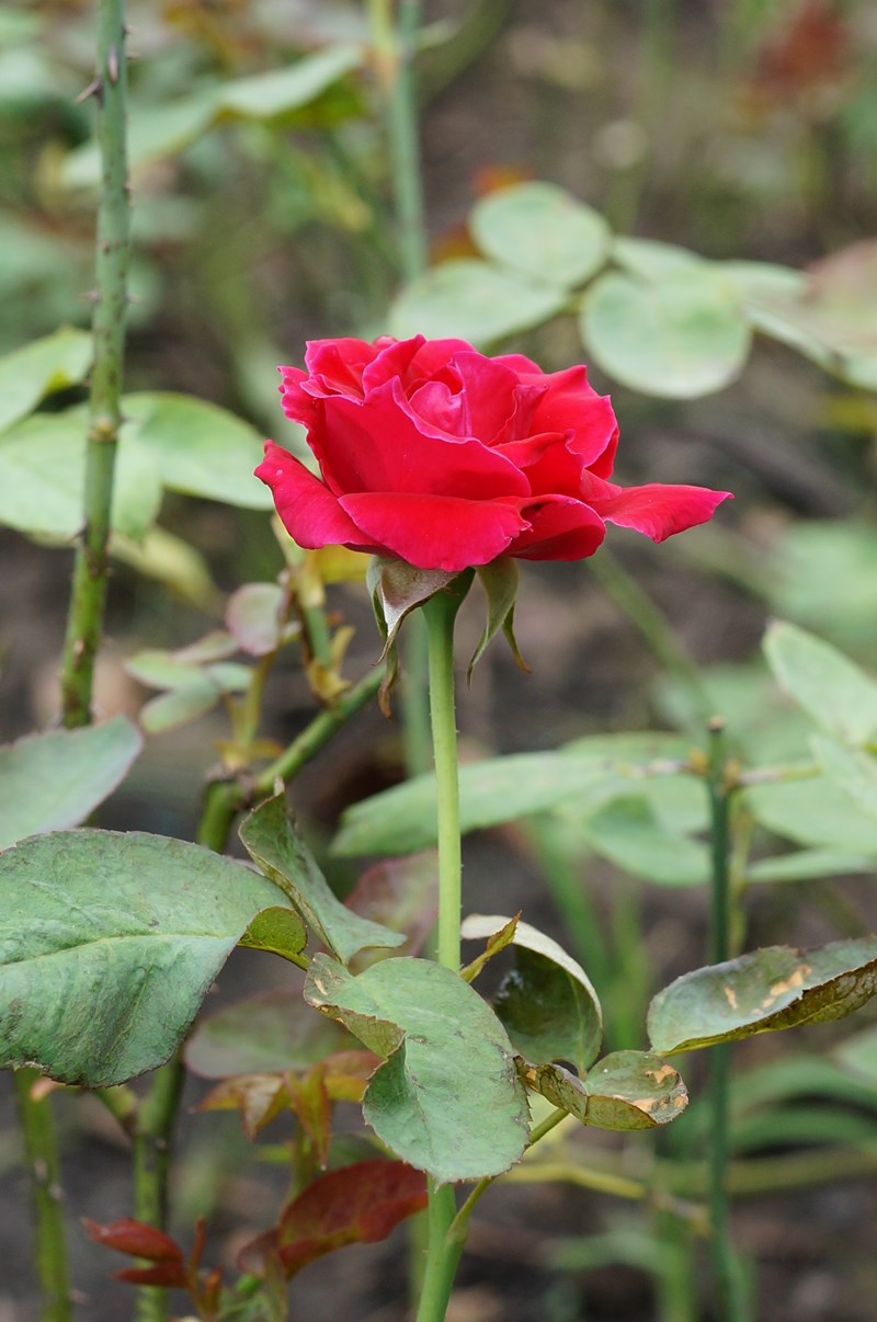 hoa hồng tỉ muội