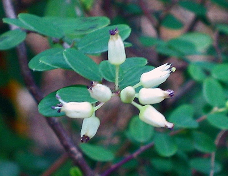 sơn liễu thái