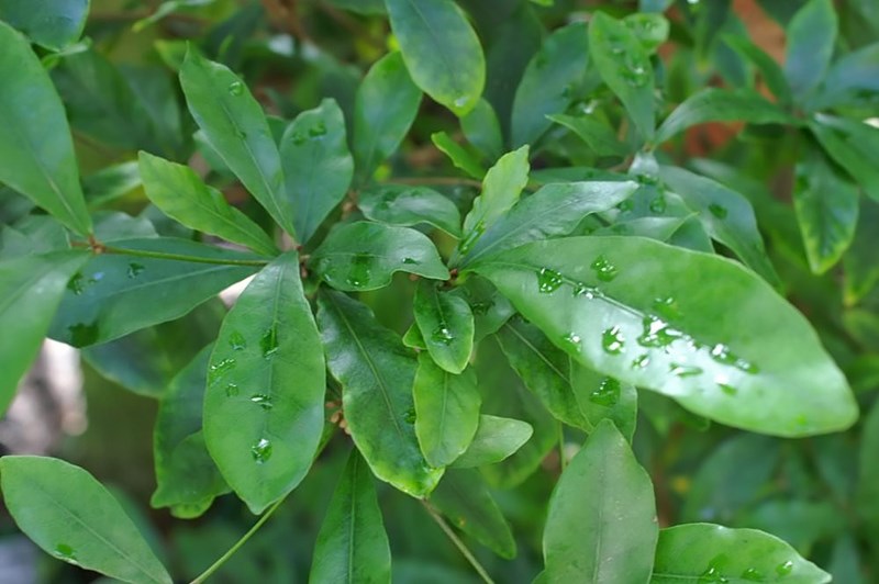 cây thần kỳ