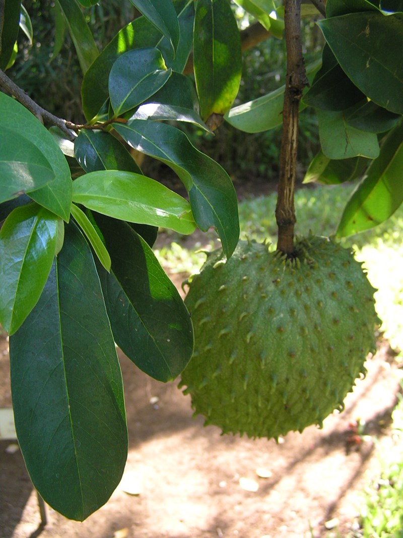 cây mãng cầu xiêm