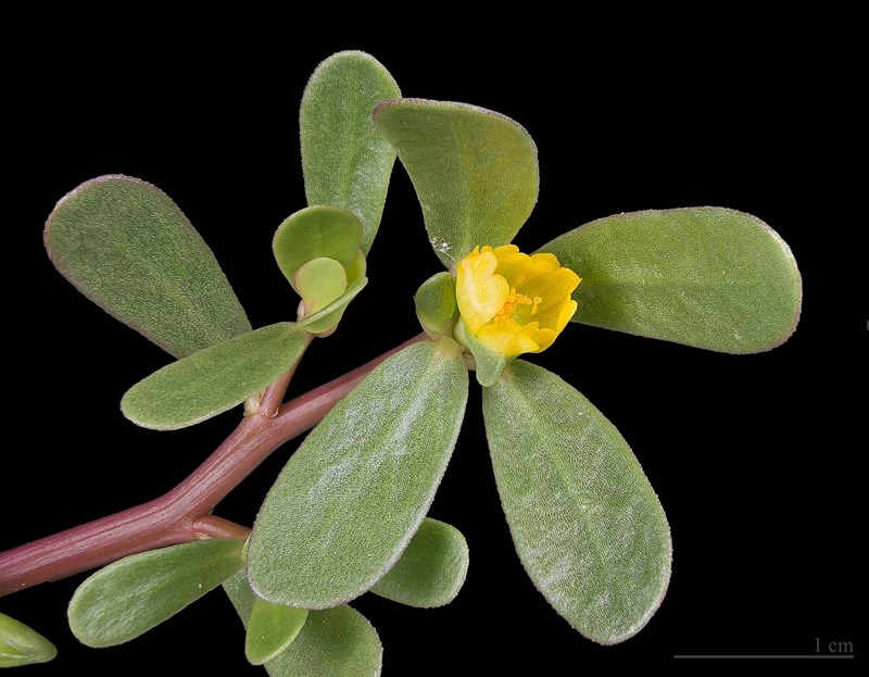 mười giờ sam