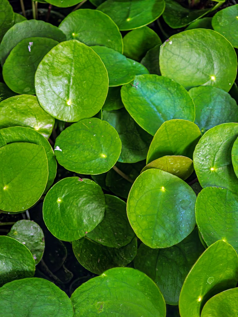 cỏ gương