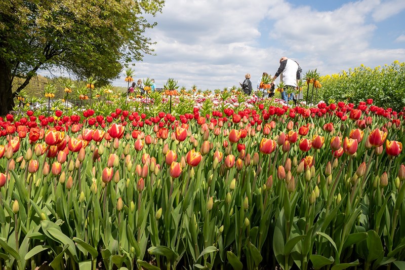 tulip