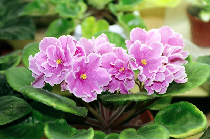 violet
