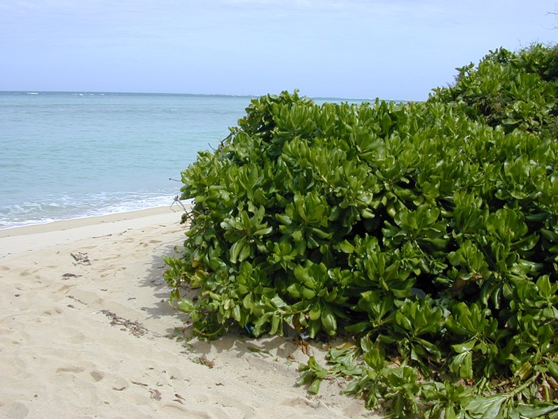 bão táp