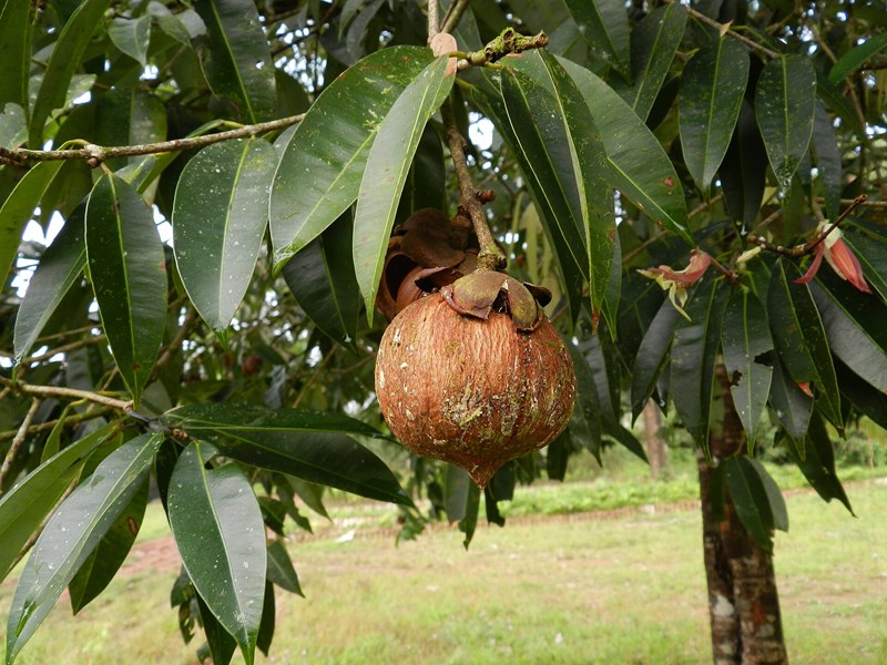 vấp