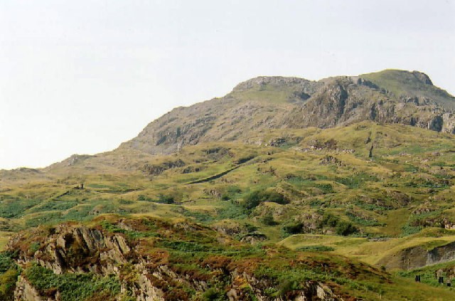 tùng bách tán